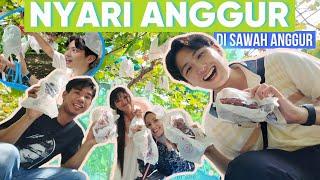 AKHIRNYA SAYA MEWAKILI PEGANGGUR ! AMBIL ANGGUR DI JEPANG