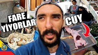 They Eat Guinea Pigs (CUY - RAT) in Ecuador!!   ~482