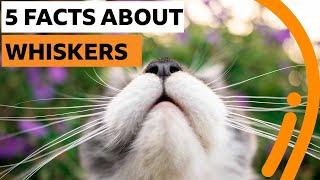 Five things you never knew about whiskers | BBC Ideas