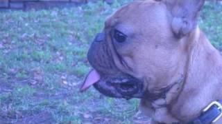 Leo the French Bulldog vs. Squirrel