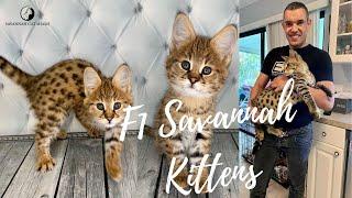 F1 Savannah Kittens For Sale in Iowa, United States | $4000 Starting