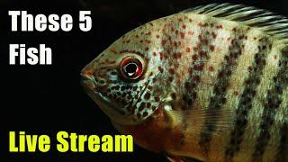 [LIVE]  These 5 Fish Don't Get Enough Attention and Fish Q&A!