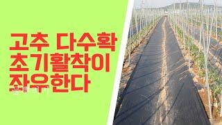 서리 세 번 맞고도 견딘 #고추나무 엽면시비와 관주로 응원합니다