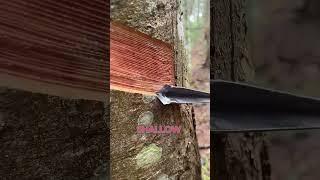 How Natural Rubber Harvested from Trees