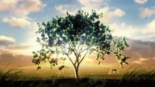 Video background  Tree growing at sunrise  Object in the middle 000007064773 HD1080Video