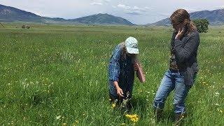 Wildcrafters - Farm to Fork Wyoming