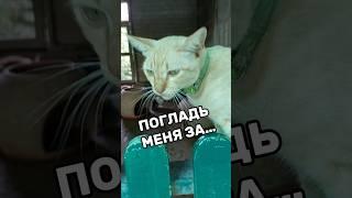 ПОГЛАДЬ МЕНЯ ЗА… | #shorts #cat #котики #гусь #печорин #тайланд