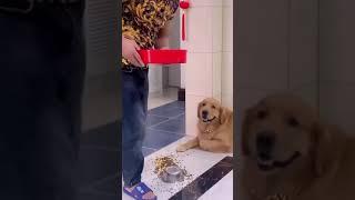 Owner Makes A Huge Mess With Dog's Snack So He Took Revenge #Shorts