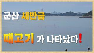 10월 새만금에 전어와 여러종류의 고기들이 있습니다. KOREA fishing