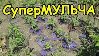 ЛЕНИВАЯ МУЛЬЧА - чем можно мульчировать. Как замульчировать огурцы, помидоры, клубнику и т.д.