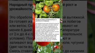 народный приём, усиливающий рост помидор.