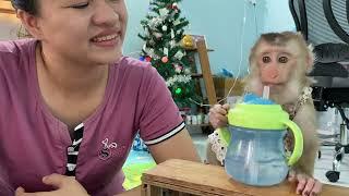 Baby monkey Lyly cried and asked to go to the market with her mother!