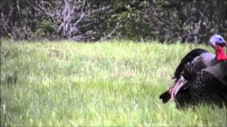 hunting michigan turkeys with jacob clark