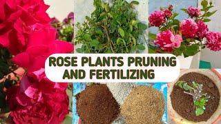 HOW TO PRUNE AND FERTILIZE ROSE PLANTS || ROSE PLANTS PRUNING AND FERTILIZING IN OCTOBER 