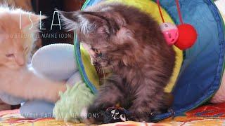 Isla, A Beautiful Maine Coon Kitten! #mainecooncatlovers #mainecoon  #mainecoonkitten