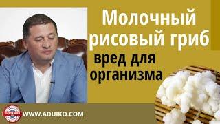 Чем опасен  Молочный (Тибетский) рисовый гриб