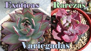 Colección de ensueño SUCULENTAS VARIEGADAS #echeveria #suculentas #variegata