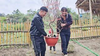 The couple bought a peach tree to prepare for the new year 2025