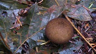 Umber-Brown Puffball