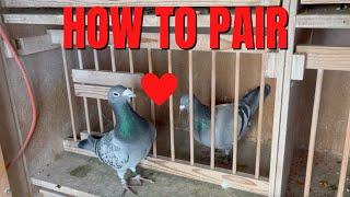 HOW TO Pair Your Racing Pigeons (TIPS & TRICKS)