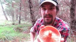 Pine Mushroom Harvest (How to)