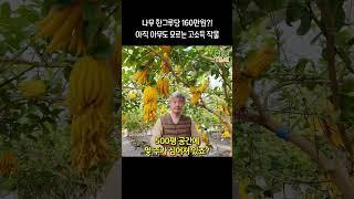고소득작물
