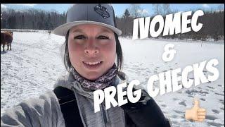 Preg Checking My Own Cows = No Vet Bills ! || Ranching Solo in Nova Scotia, Canada