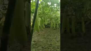 #viral #kheti #agriculture #farming #khetibadi #farming