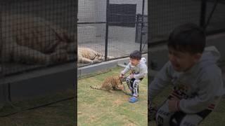 Tiger Cub Bites On Little Kids Leg | Nouman Hassan