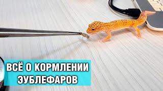 Эублефар — Кормление наших гекконов, как правильно кормить