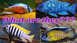 How to identify African Cichlids