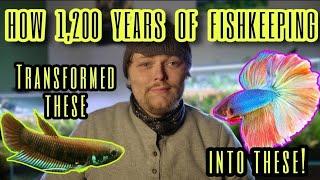 The History of Betta Keeping & Domestication. Siamese Fighting Fish Genetics & Wild Betta Splendens.