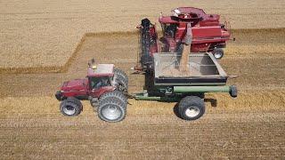 Wheat  Harvest 2024 with 2388 Case IH Combine