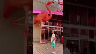 OMG  Giant Flamingo  PINK #shorts #cute #funny