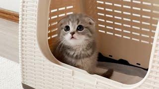 A kitten came to my house ... Scottish Fold Lulu