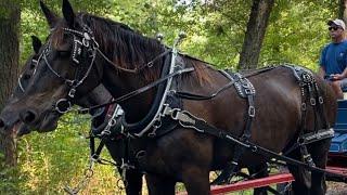 Draft Horses // Black Percheron Team For Sale