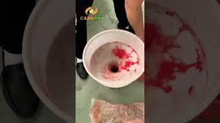How Supercrtical Co2 Extraction Machine extract saffron crocus essential oil #shorts
