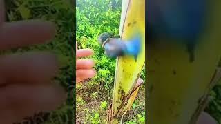 مواقف وطرائف مضحكه نقار الخشب والرجل