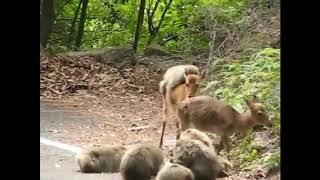 Monkey Takes A Ride On Deer’s Back Adorable Video