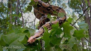 Boa in the Backyard!  Charlie's Day Out!