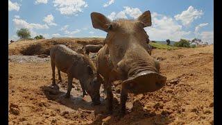 Lions Hunt Warthogs - But Do They Have An Escape Plan?