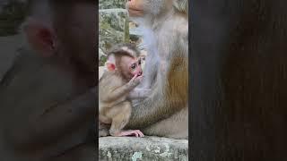 03-13-25 ​Happy Newborn Monkey | Angkor Monkey #abandonedmonkey #Monkey #monkeywildlife #monkeybaby