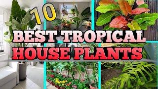 10 Best Tropical house plants