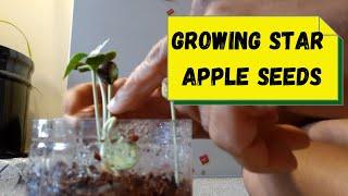 Growing Star Apple Seeds