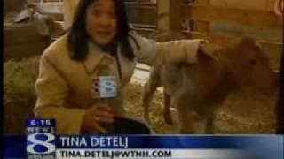 Holy cow ! calf born with 'divine sign' on head