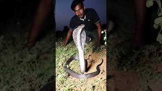indian spectacle cobra #rescue #viralshort