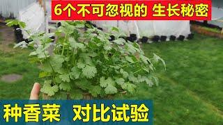 【超详细】香菜生长的6个秘密, 终于每天都能吃香菜了 6 Tips for growing cilantro