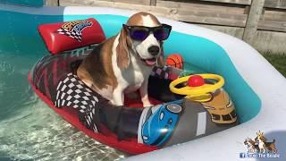 BEAGLES | Best Dogs in The World | Louie The Beagle