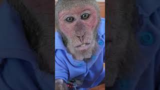 Monkey Kuku eats fruit deliciously 2