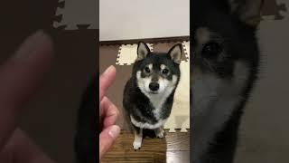 【柴犬の弱点】気持ち良いらしい #shibainu #柴犬 #黒柴